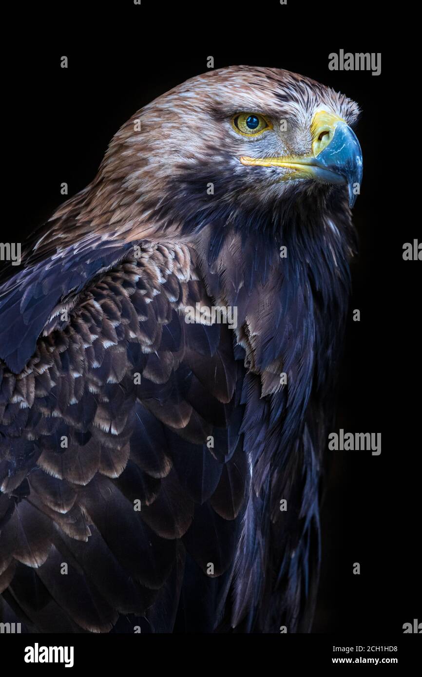 Nahaufnahme eines östlichen Kaiseradlers (Aquila heliaca), Frankreich Stockfoto