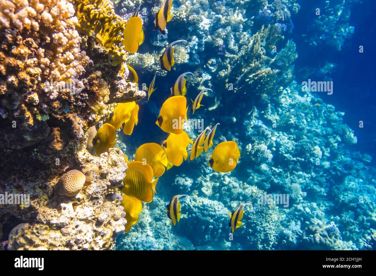 Wimpel-Koralfisch (Langflossen-Bannerfisch), Blauwanz-Schmetterlingsfisch (Chaetodon) im farbenfrohen Korallenriff, Rotes Meer, Ägypten. Leuchtend gelb gestreift tropisch Stockfoto