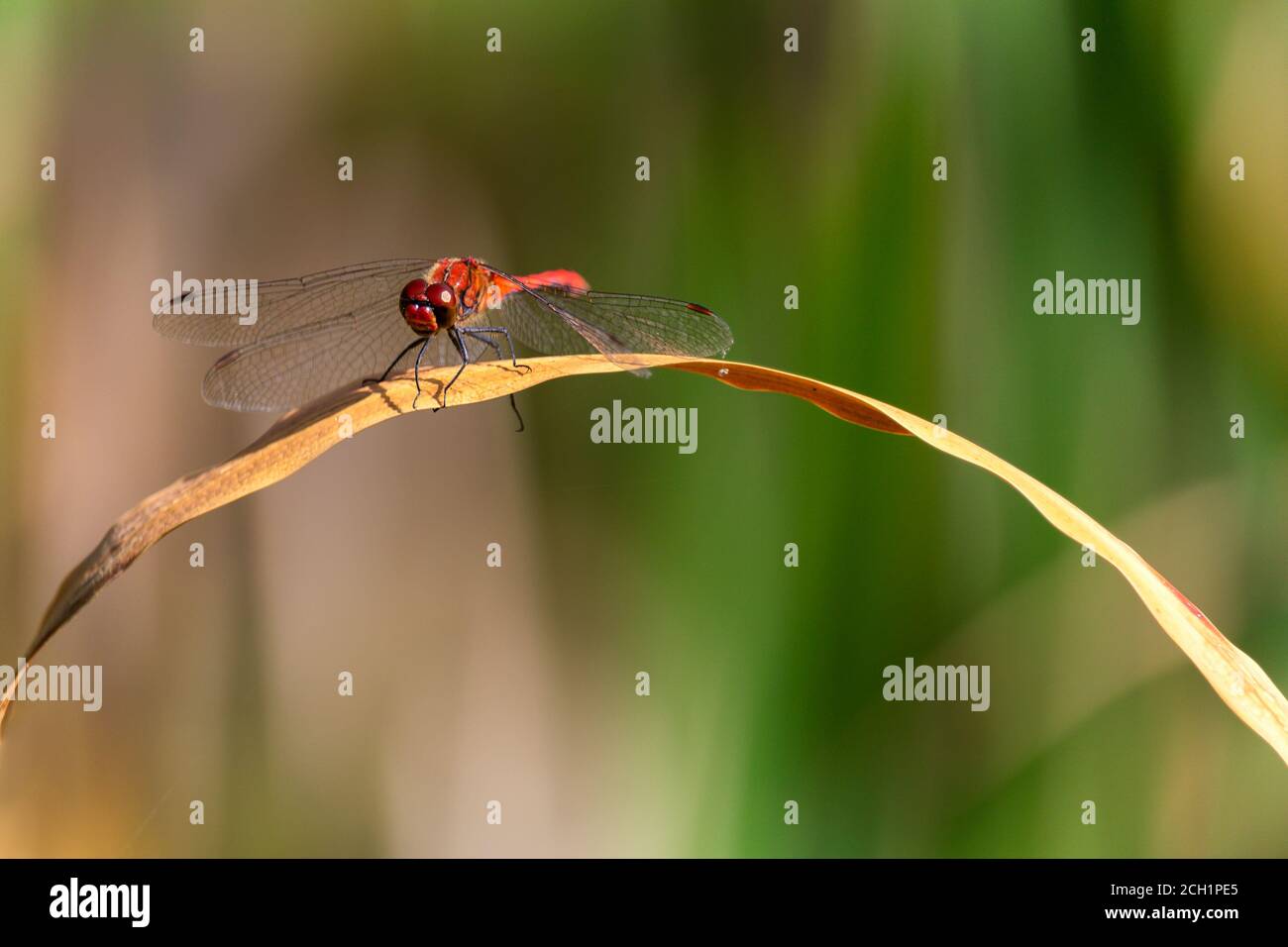 Rote Libelle auf Graszweig sitzend Stockfoto
