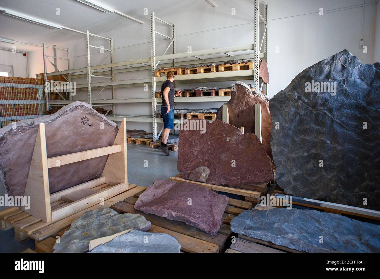 Magdeburg, Deutschland. August 2020. Michael Buchwitz, Kurator für Geowissenschaften am Naturhistorischen Museum Magdeburg, steht in einem Lager mit Steinplatten, auf denen versteinerte Dinosaurier- und Wasserspuren zu sehen sind. Die Platten hatte der Wissenschaftler im Steinbruch Mammendorf gefunden und geborgen. Die Spuren sind etwa 260 Millionen Jahre alt. Seit 2016 sucht der Wissenschaftler regelmäßig nach Dinosaurierspuren in den Slagheaps des Steinbruchs. Quelle: Klaus-Dietmar Gabbert/dpa-Zentralbild/ZB/dpa/Alamy Live News Stockfoto