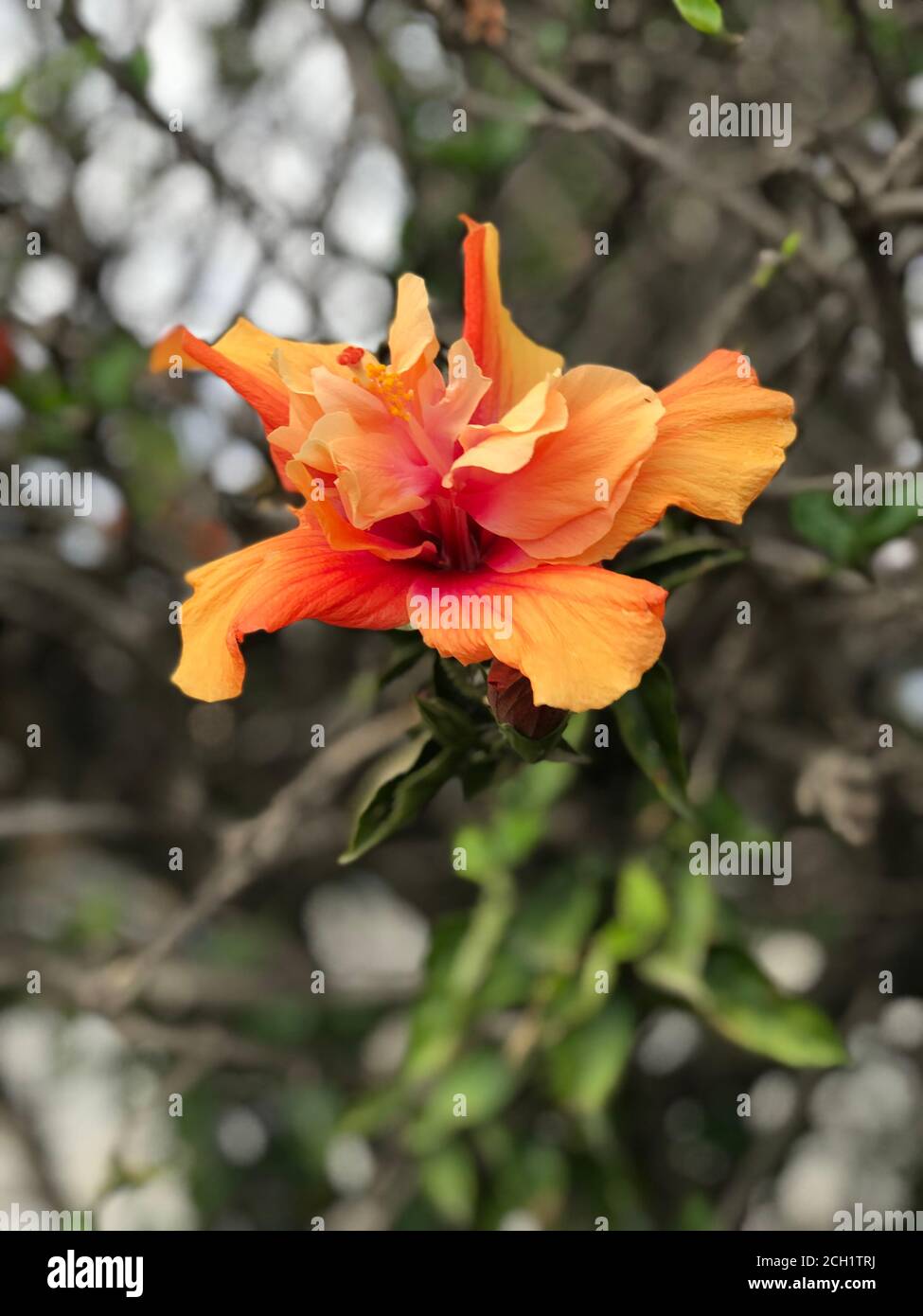 Doppelter Orangefarbener Hibiskus. Hibiskusblüte. Karkade, chinesische Rose. Grünes Laub. Helle Farben. Stockfoto