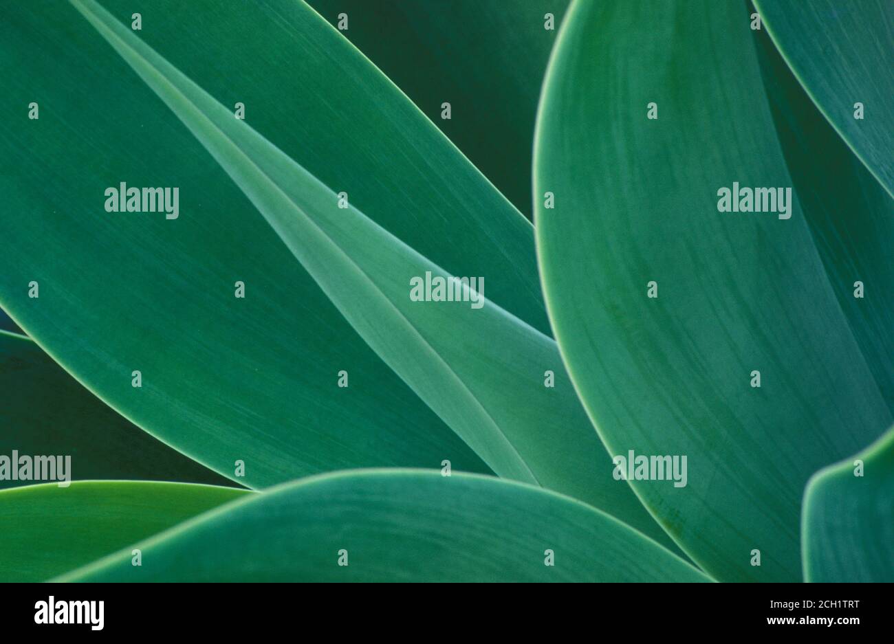 Abstrakte Fine-Art Nahaufnahme der afrikanischen Agave Pflanze Stockfoto