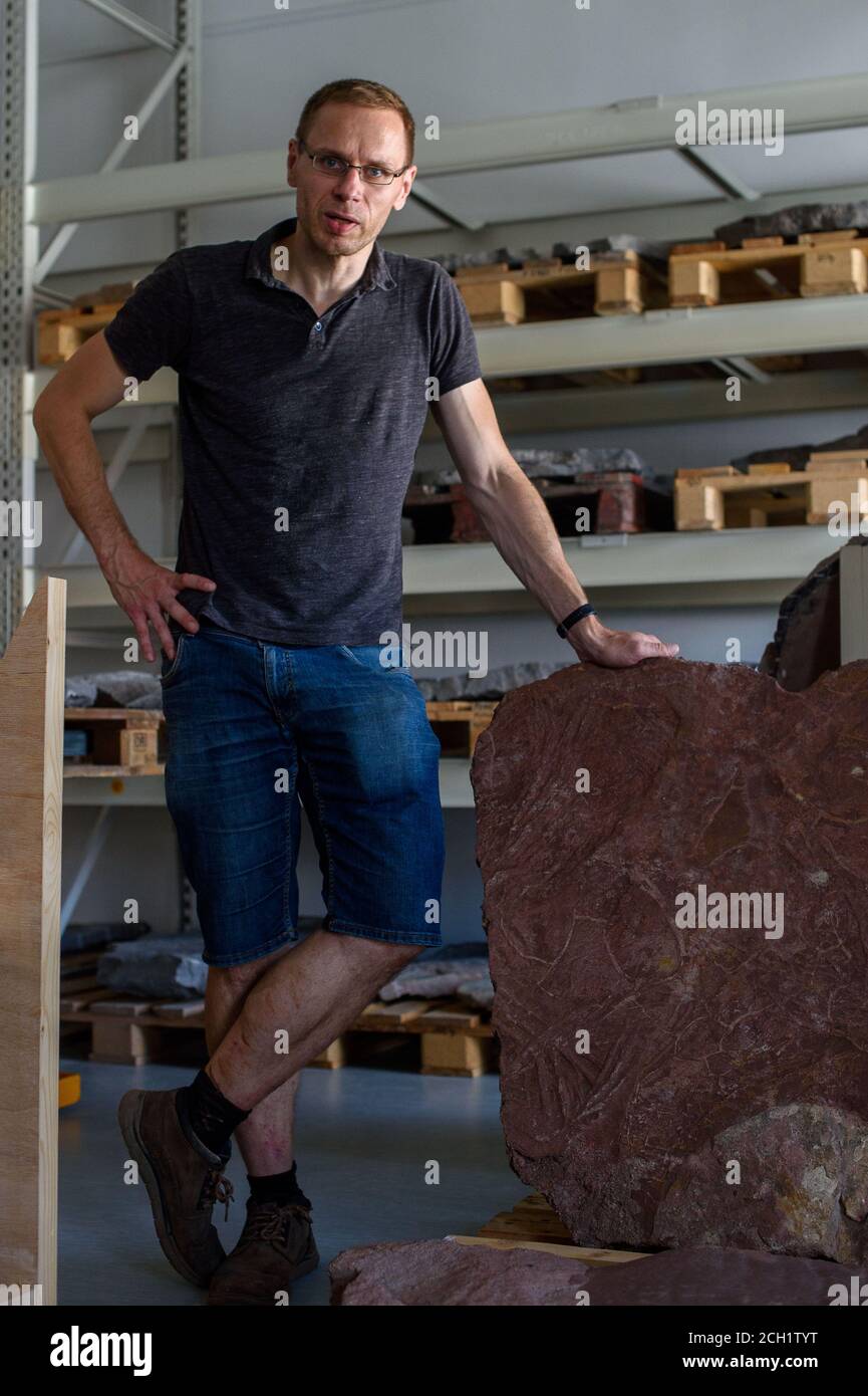Magdeburg, Deutschland. August 2020. Michael Buchwitz, Kurator für Geowissenschaften am Naturhistorischen Museum Magdeburg, steht in einem Lager, in dem Steinplatten mit Dinosaurierspuren aufbewahrt werden. Die Platten hatte der Wissenschaftler im Steinbruch Mammendorf gefunden und geborgen. Die Spuren sind etwa 260 Millionen Jahre alt. Seit 2016 sucht der Wissenschaftler regelmäßig nach Dinosaurierspuren in den Slagheaps des Steinbruchs. Quelle: Klaus-Dietmar Gabbert/dpa-Zentralbild/ZB/dpa/Alamy Live News Stockfoto