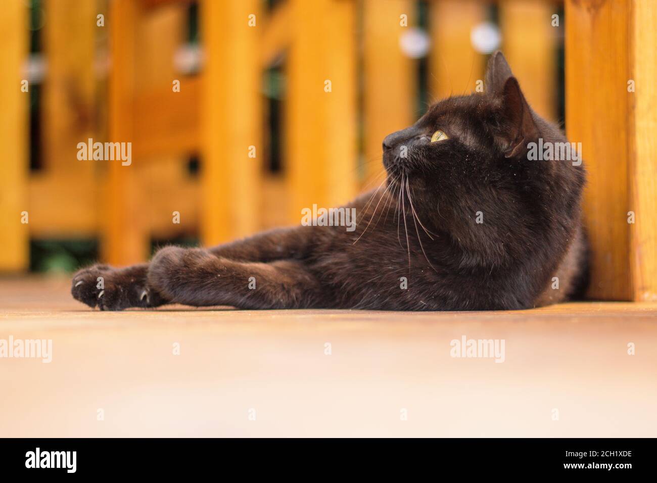 Schwarze Katze liegt und ruht draußen auf dem Terrassenboden Stockfoto