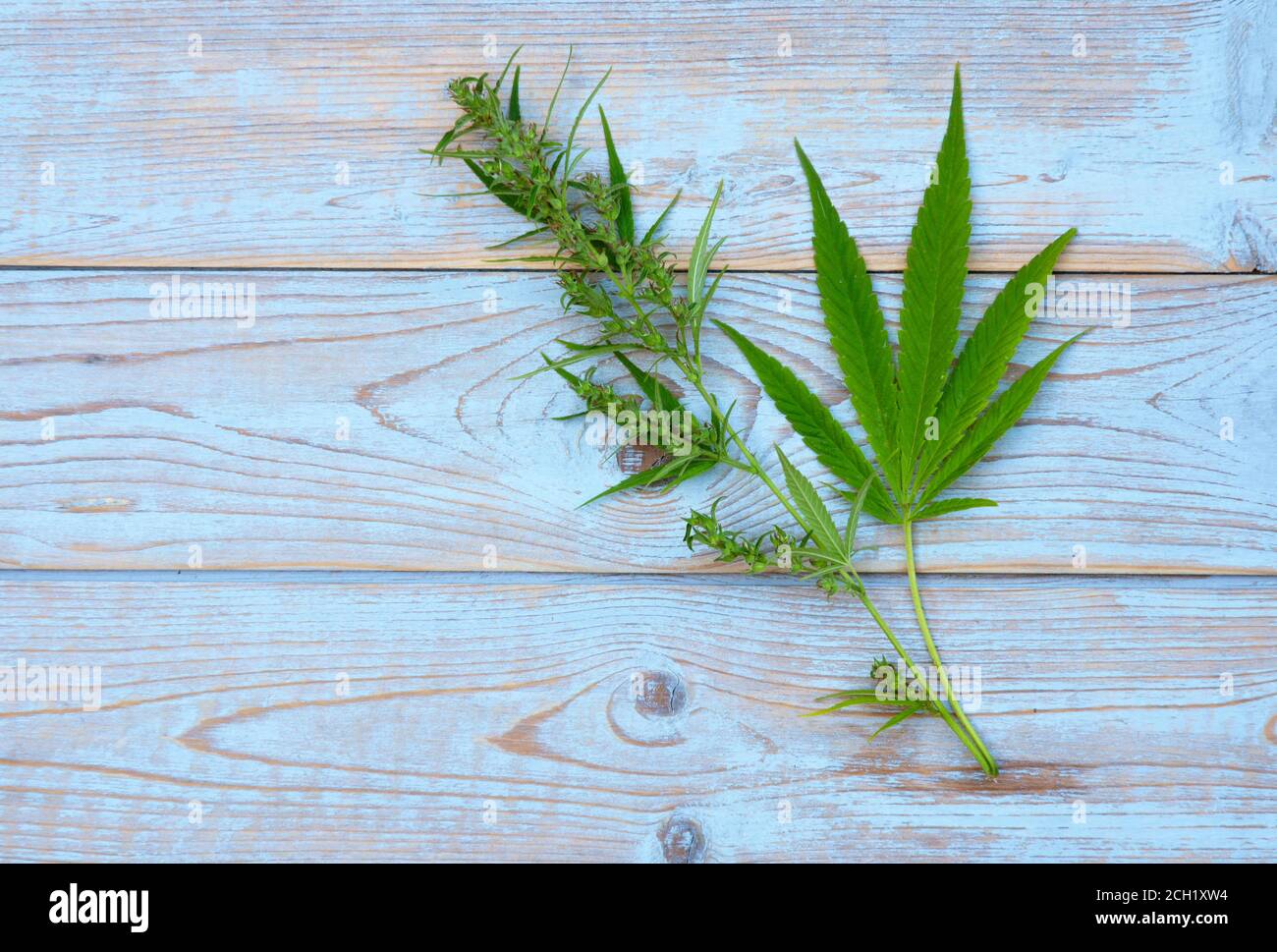 Ein großer Winkel Nahaufnahme eines Hanfblattes auf einem Holztisch Hintergrund, Zutat für CBD-Öl Stockfoto