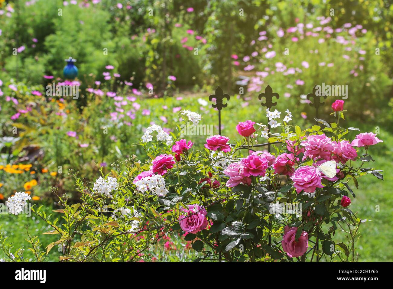 Gartenidylle im Sommer mit Rosen, Jasmin, cosmea und anderen Blumen Stockfoto