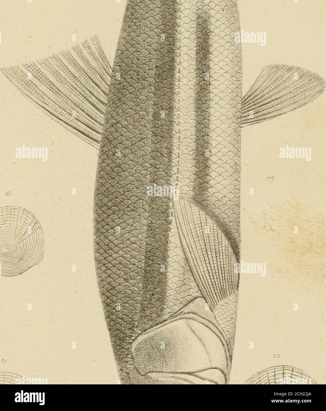 . Berichte von Erkundungen und Erhebungen, um die praktischste und wirtschaftlichste Route für eine Eisenbahn vom Mississippi zum Pazifischen Ozean zu ermitteln. ; Stockfoto