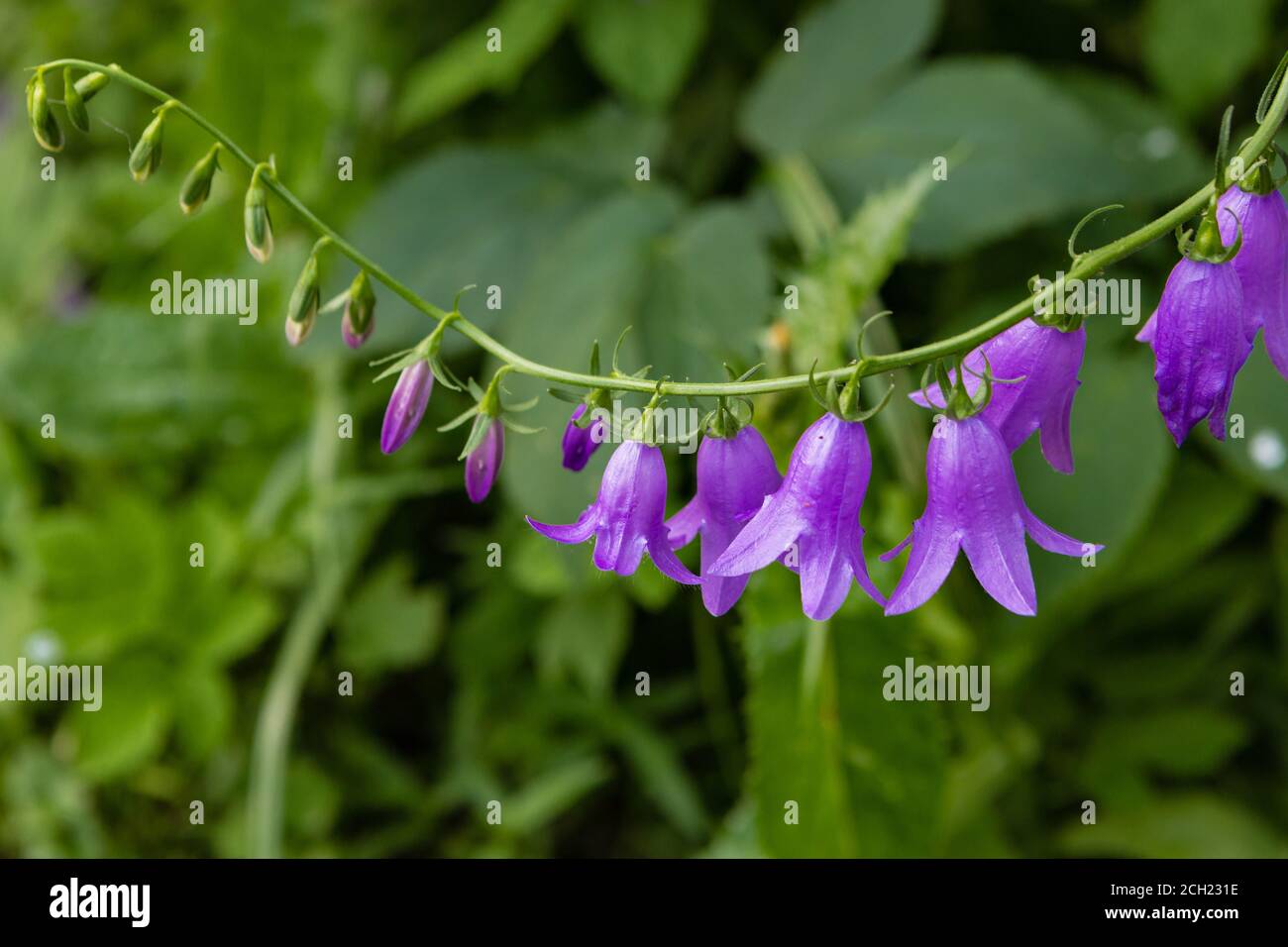 Helle lila Garten Glockenblumen auf einem verschwommenen grünen Hintergrund Stockfoto