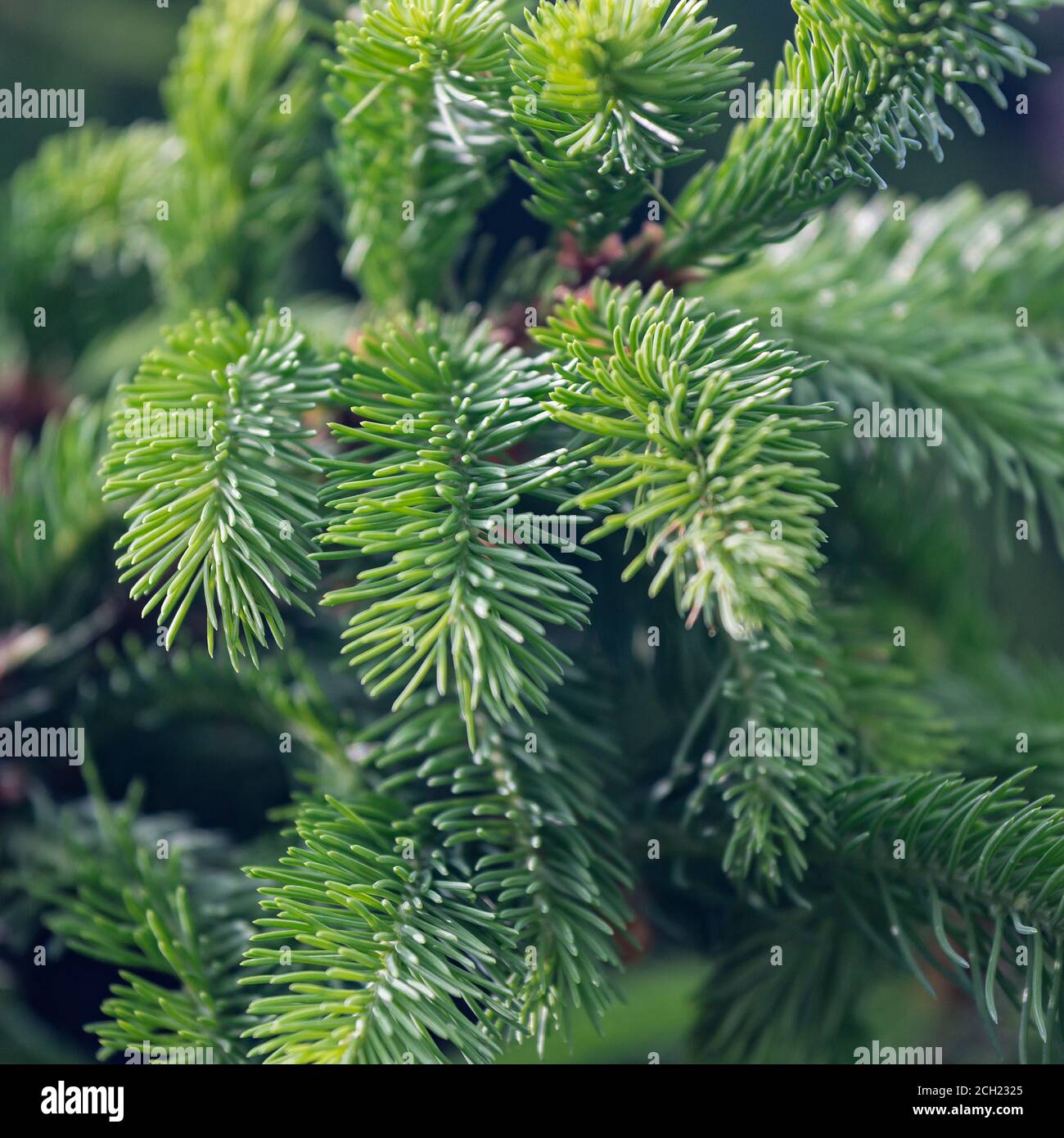 Junge grüne Triebe von Zierkiefern Stockfoto
