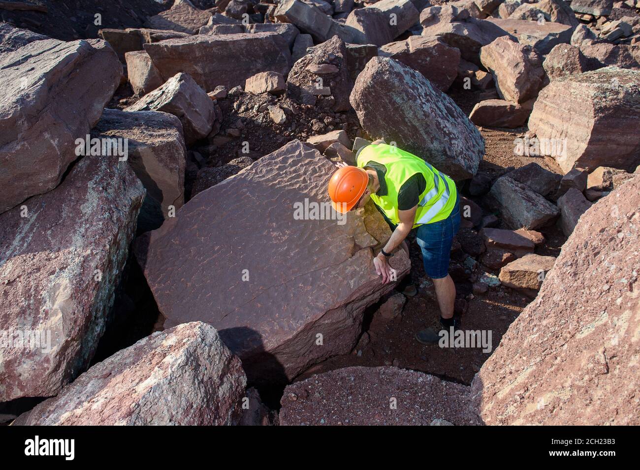 Mammendorf, Deutschland. August 2020. Michael Buchwitz, Kurator für Geowissenschaften am Museum für Naturkunde Magdeburg, steht im Steinbruch Mammendorf auf einem Schlammhaufen auf einer Steinplatte, auf der versteinerte Spuren von fließendem Wasser zu sehen sind. Solche Spuren von Wasser werden "Wellen" genannt. Sie beweisen, dass das Gebiet regelmäßig überflutet und dann wieder ausgetrocknet wurde. Seit 2016 suchen Wissenschaftler regelmäßig nach Dinosaurierspuren in den Slagheaps des Steinbruchs. Quelle: Klaus-Dietmar Gabbert/dpa-Zentralbild/ZB/dpa/Alamy Live News Stockfoto