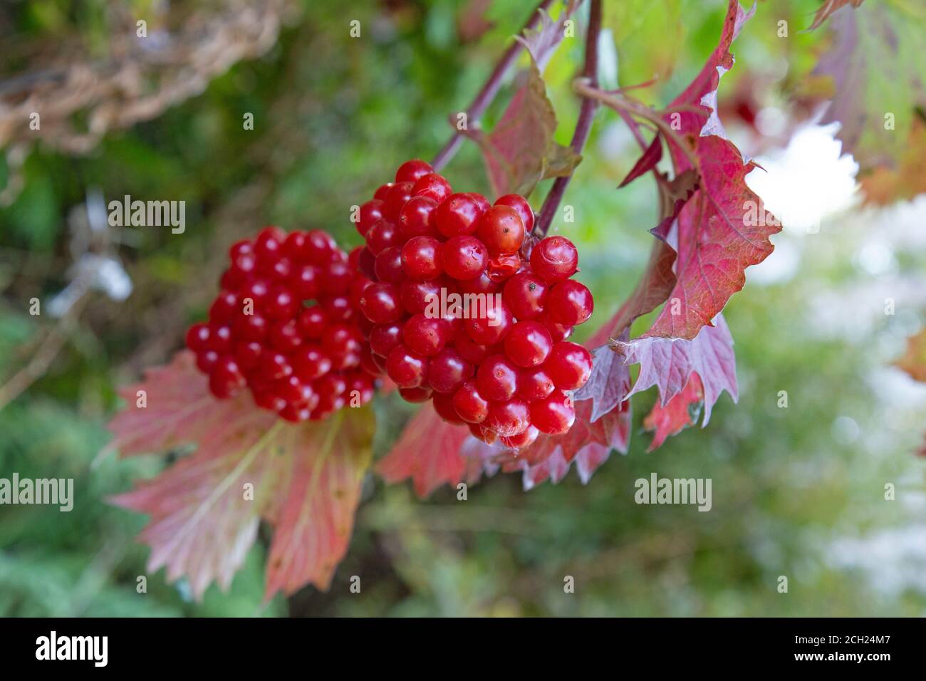 Beeren auf der Guelder Rose, Viburnum oculus, recht häufig in Großbritannien. Die Beeren enthalten Vitamin C, müssen aber vor dem Verzehr gekocht werden. Stockfoto