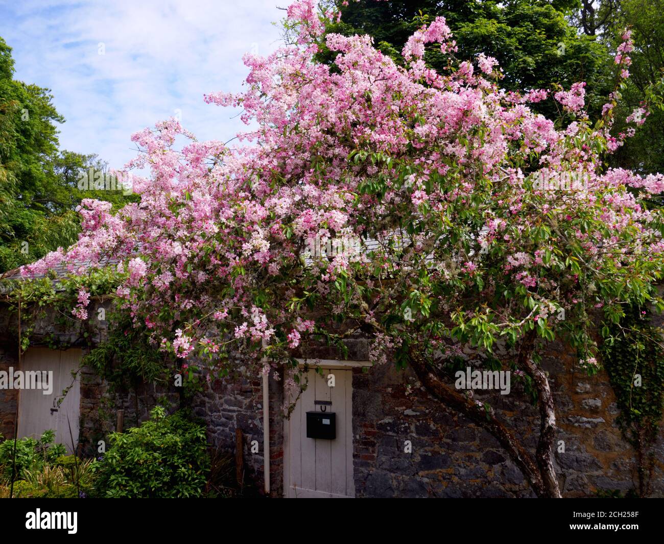 Apfelblüte in den Gärten von Enys House bei Penryn, Falmouth, Cornwall. Stockfoto