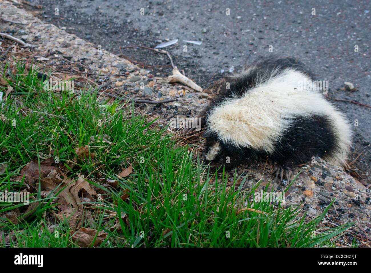 Ein frisch getötete Dead Skunk auf der Bordsteinkante eines Straße Stockfoto