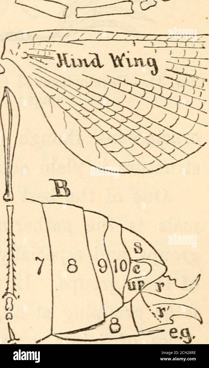 . Evolution und ihre Beziehung zum religiösen Denken . U.p. ^. Abb. 35