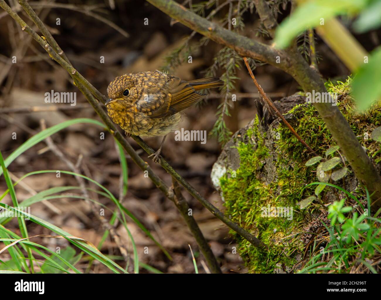 Junger Rotkehlchen, der auf einem Ast sitzt Stockfoto