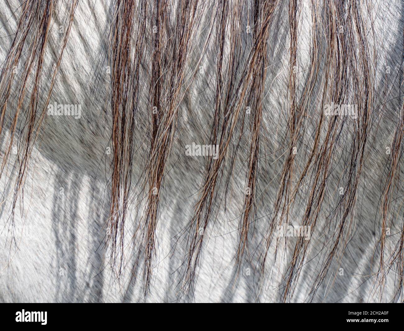 Nahaufnahme der Mähne und Färbung am Hals der Norik appaloosa Rasse. Stockfoto
