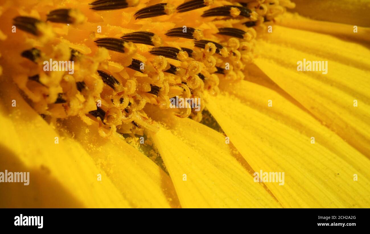 Makroansicht Sonnenblumenkerne. Sonnenblumen Feld und gelbe Sonnenblume in Blüte. Helle Sommertapete mit lebhaften Sonnenblumen, Gelb und Grün. Stockfoto