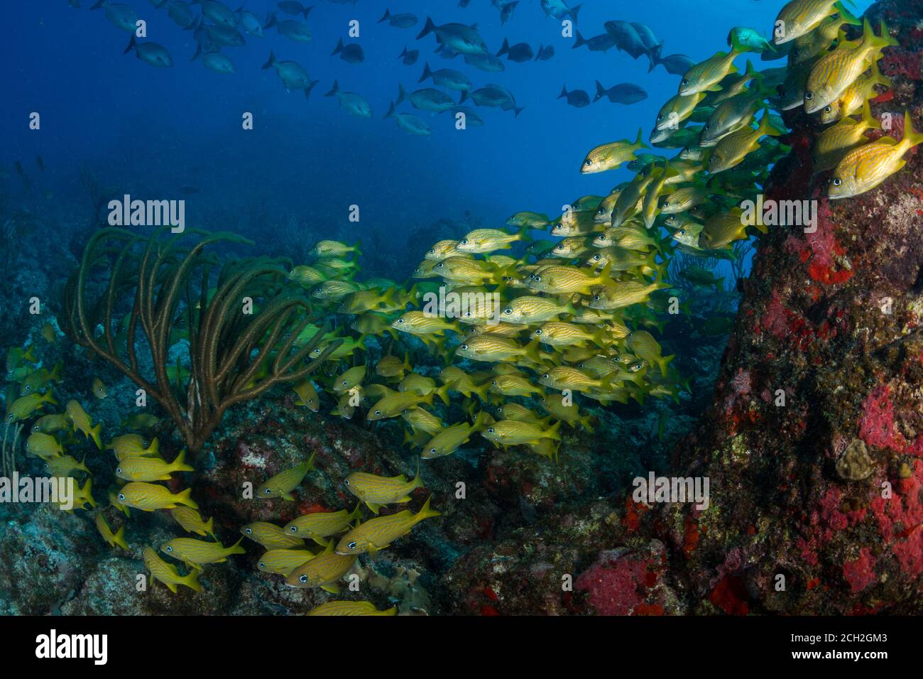 Große Gruppen französischer Grunzen (Haemulon flavolineatum) Auf dem One Step Beyond Tauchplatz vor Sint Maarten Stockfoto