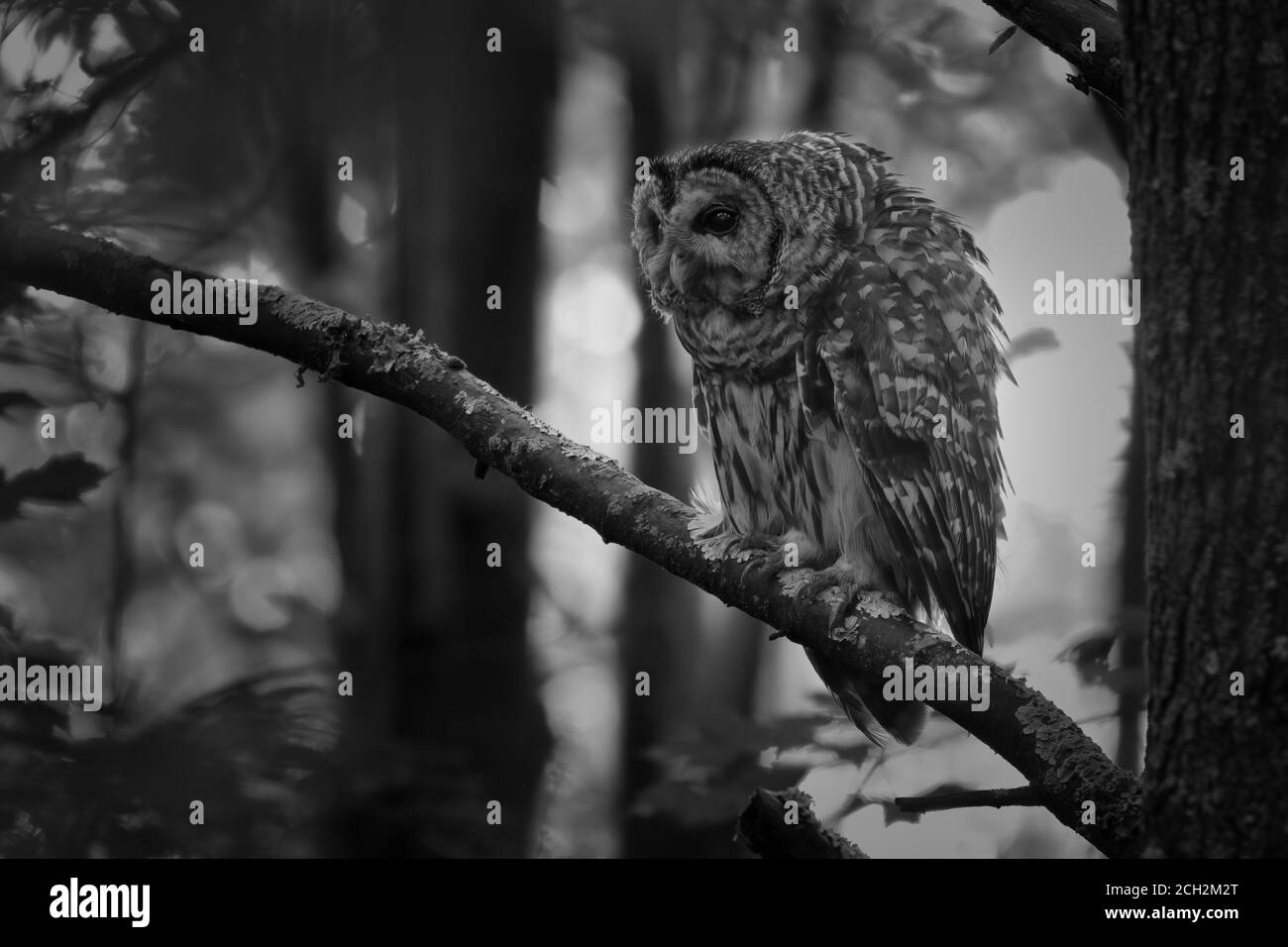Barred Owl In Monochrom Auf Zweig In Great Swamp Thront National Wildlife Refuge Stockfoto
