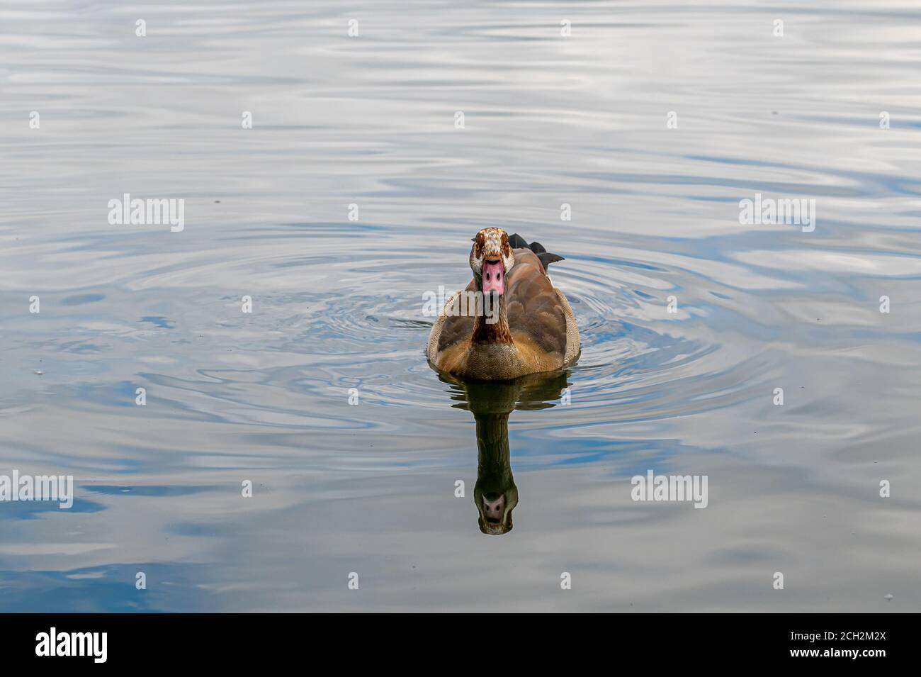 Erwachsene ägyptische Gans, alopochen aegyptiaca, Schwimmen auf einem See mit Reflexion Stockfoto