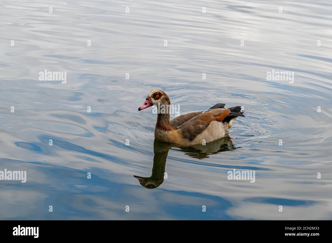 Erwachsene ägyptische Gans, alopochen aegyptiaca, Schwimmen auf einem See mit Reflexion Stockfoto