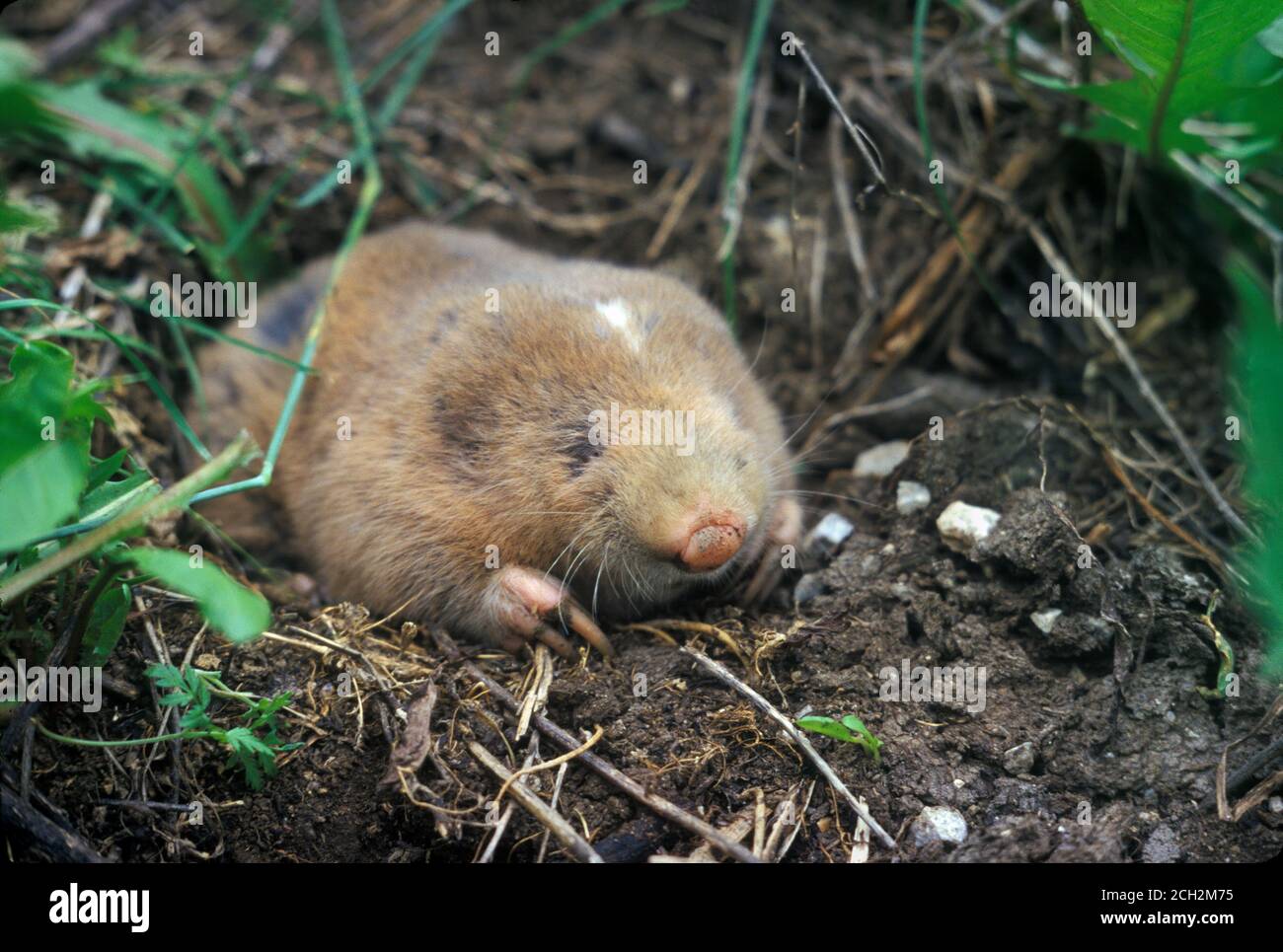 Sibirischer oder Altai-Zokor (Myospalax myospalax), der nach Regen aus der Höhle kommt, Altai, Russland Stockfoto