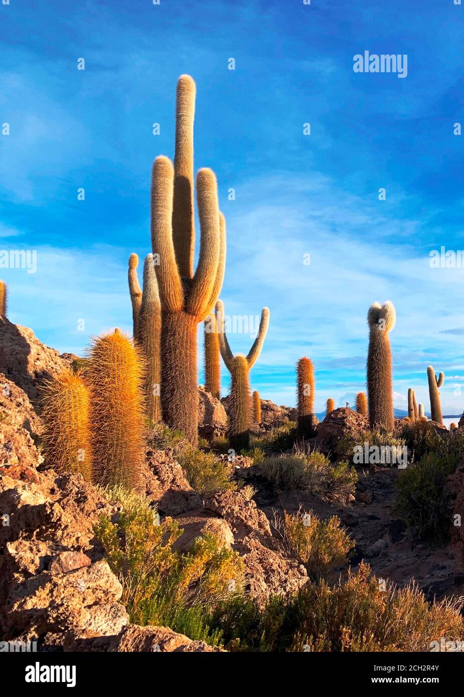 Landschaftlich schner Blick auf Kakteen in der Wste Uyuni. Gigantische  Kakteen. Riesiger Kaktus gegen blauen Himmel. Isla Incahuasi, Bolivien.  Trockene Wste. Insel der Kakteen Pflanzen Stockfotografie - Alamy