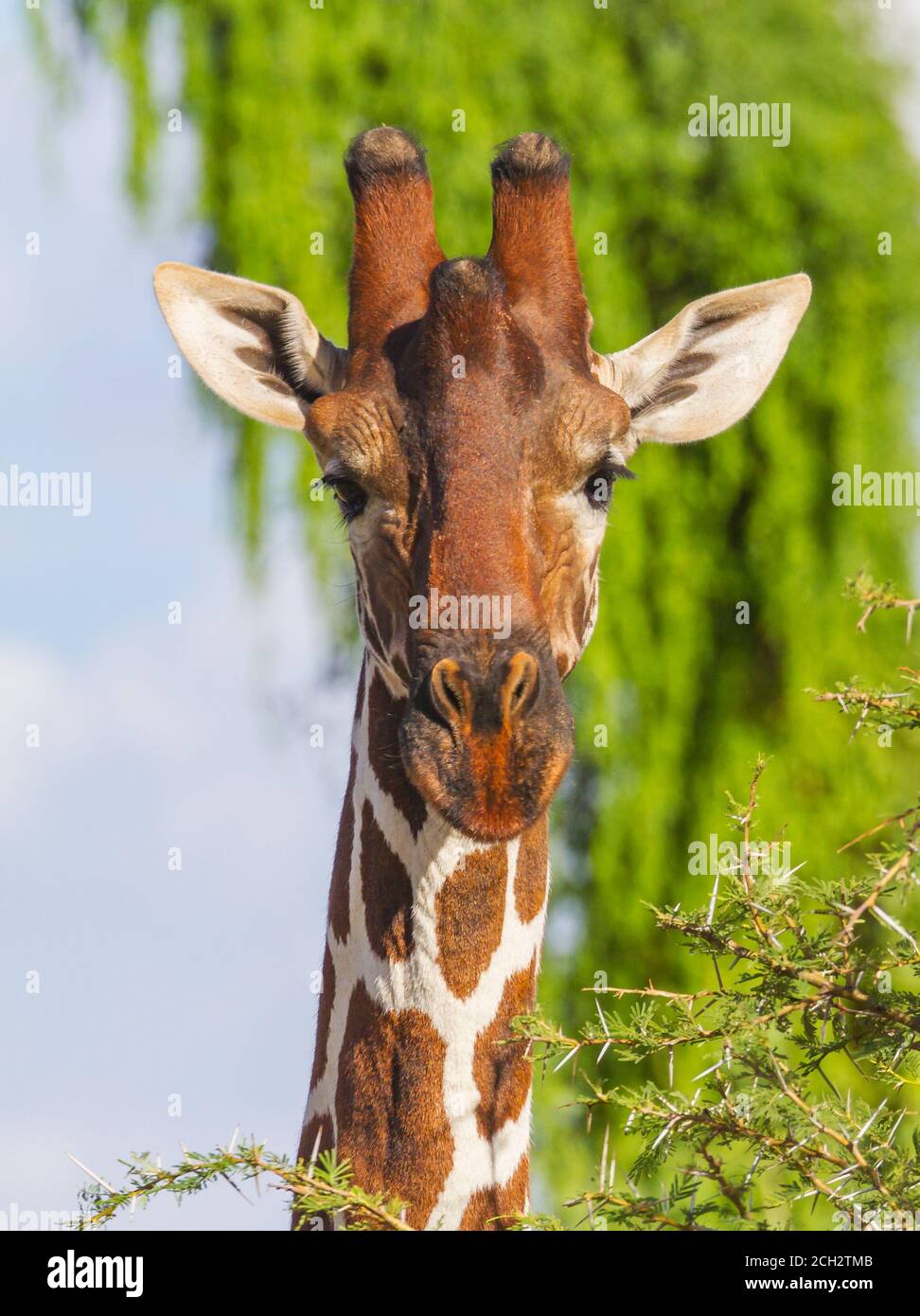 Giraffe Gesicht Nahaufnahme mit großen Augen, lange Wimpern, nach vorne  gerichtet. Vertikales Foto der afrikanischen Netzgiraffe im Samburu  Reserve, Kenia, Afrika Stockfotografie - Alamy