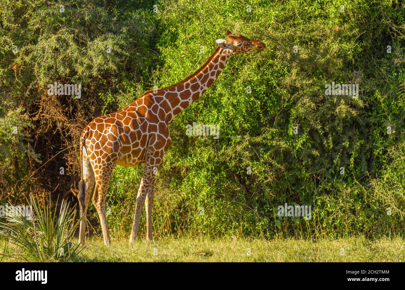 Netzgiraffe (Giraffa camelopardalis reticulata), die sich im Samburu National Reserve, Kenia, Afrika, über einen langen Hals erstreckt, um sich vom grünen Dornbusch zu ernähren Stockfoto