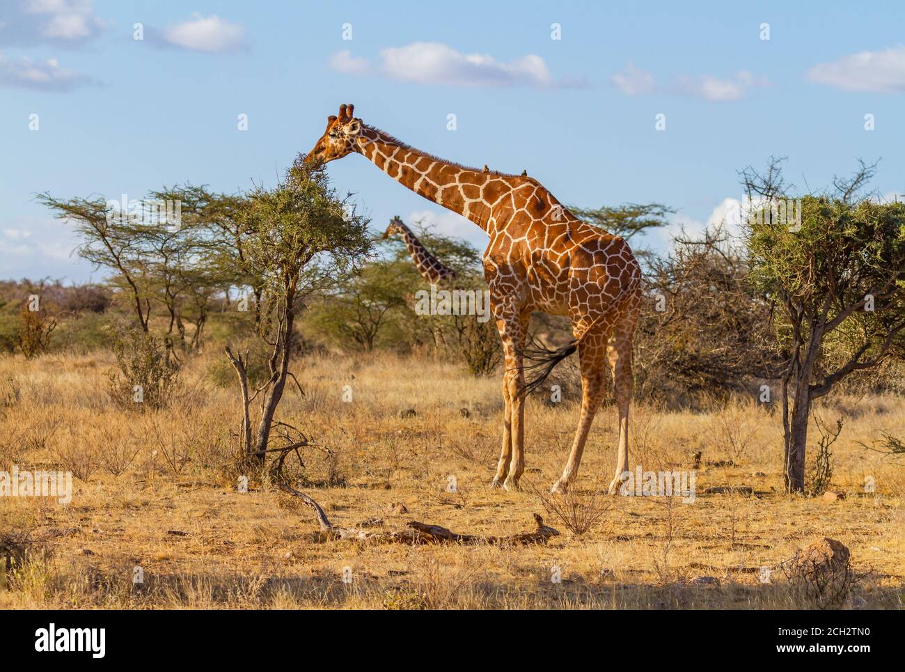 Netzgiraffe (Giraffa camelopardalis reticulata), bedrohte Wildtiere, ernährt sich am Dornbusch im Samburu National Reserve, Kenia Stockfoto