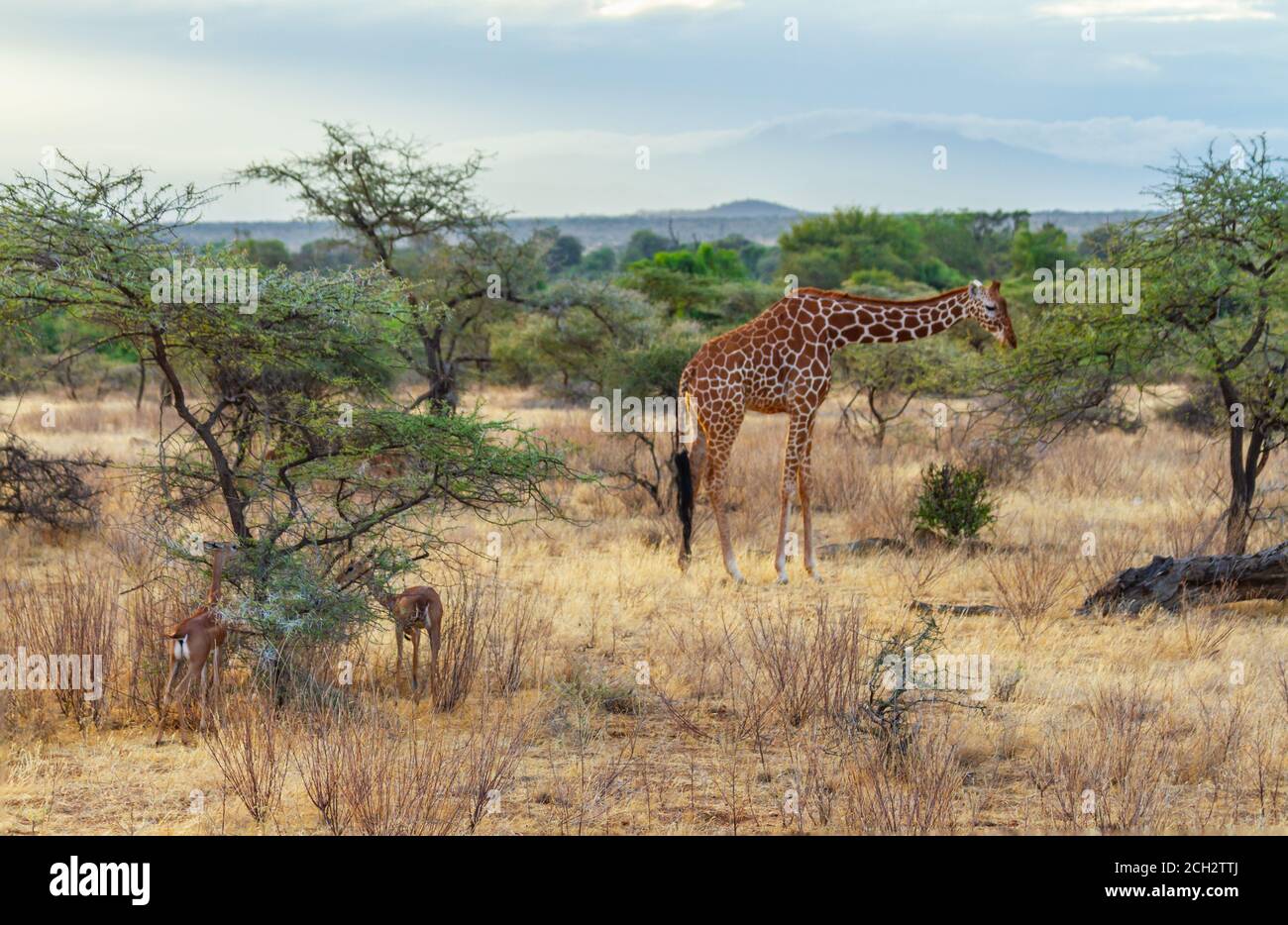Die Netzgiraffe (Giraffa camelopardalis reticulata) und Gerenuk (Litocranius walleri) ernähren sich von Dornenbüschen. Samburu Reserve, Kenia, Afrika Stockfoto
