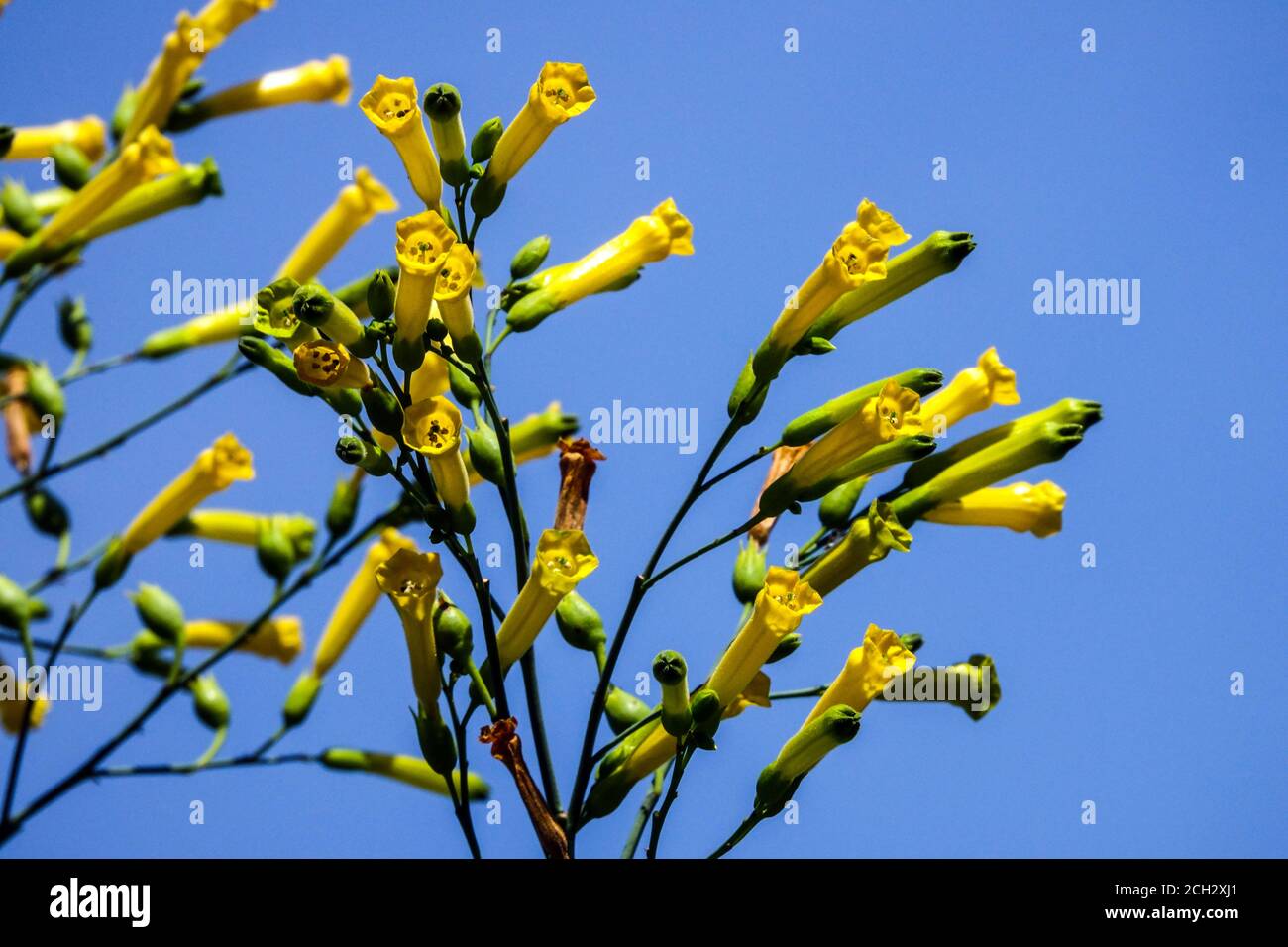 Baum Tabakblume Nicotiana glauca Blumen, Senfbaum Stockfoto