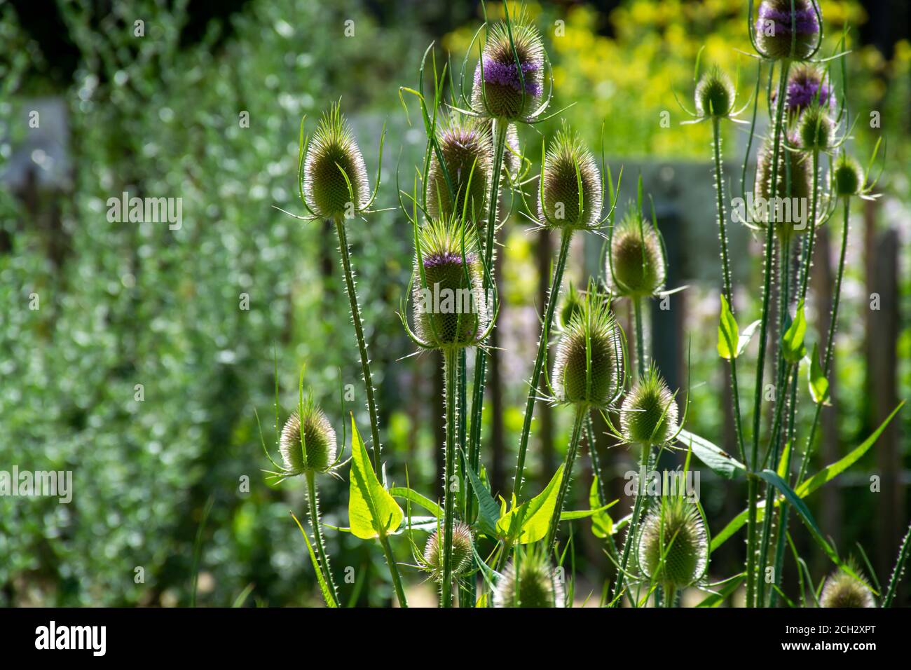 Botanische Sammlung von Heilpflanzen und Kräutern, wilden Teel oder voller dispacus sylvestris im Sommer Stockfoto