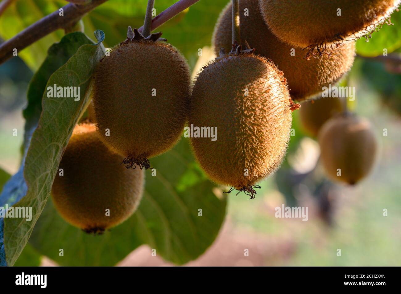 Neue Ernte von goldenen oder grünen Kiwi, behaarte Früchte hängen auf