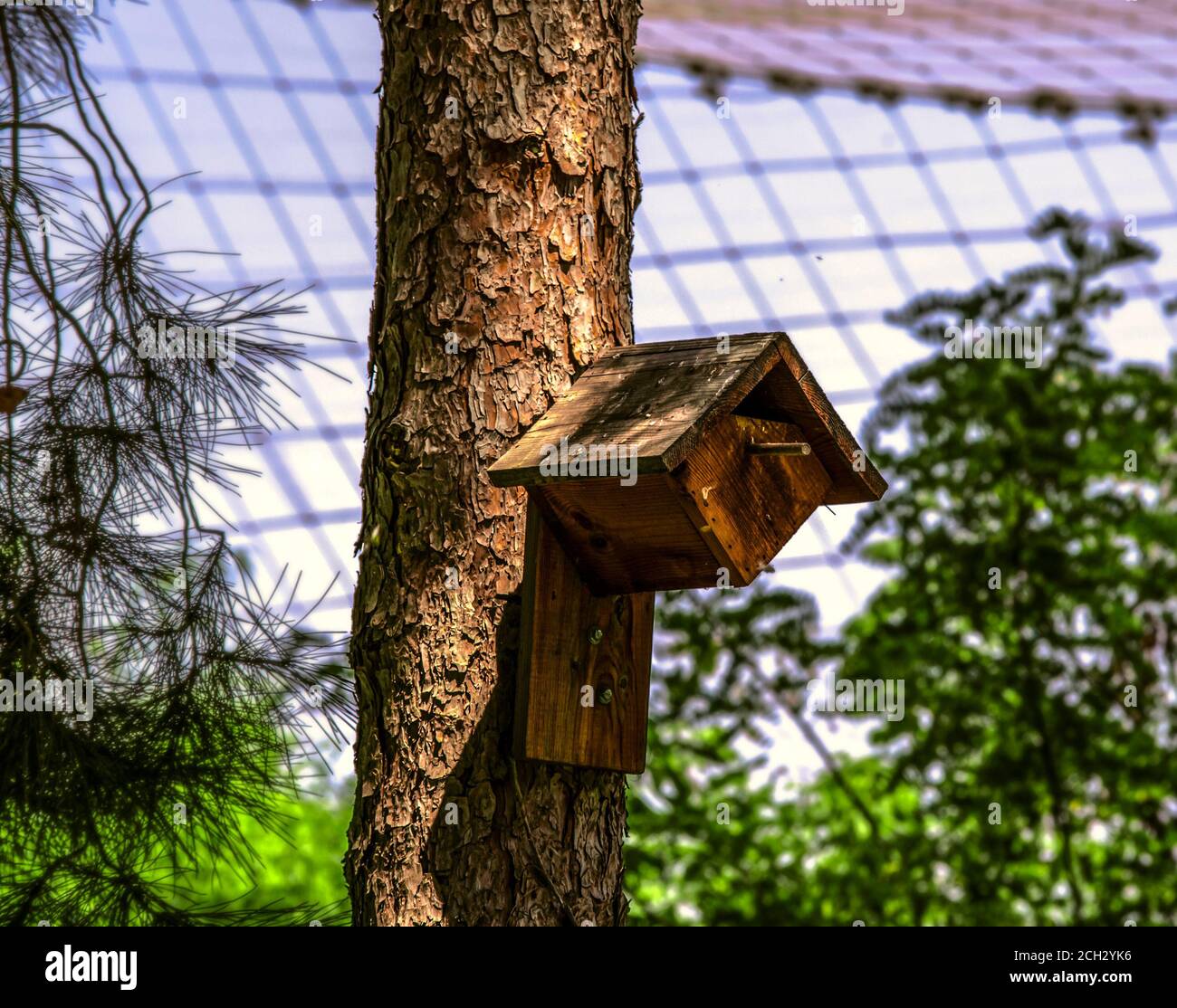 Gemütliches Holzhaus mit einem dreieckigen Ausstiegsloch, einem dreieckigen Dach für kleine Vögel, die am Stamm eines Nadelbaums befestigt sind Stockfoto