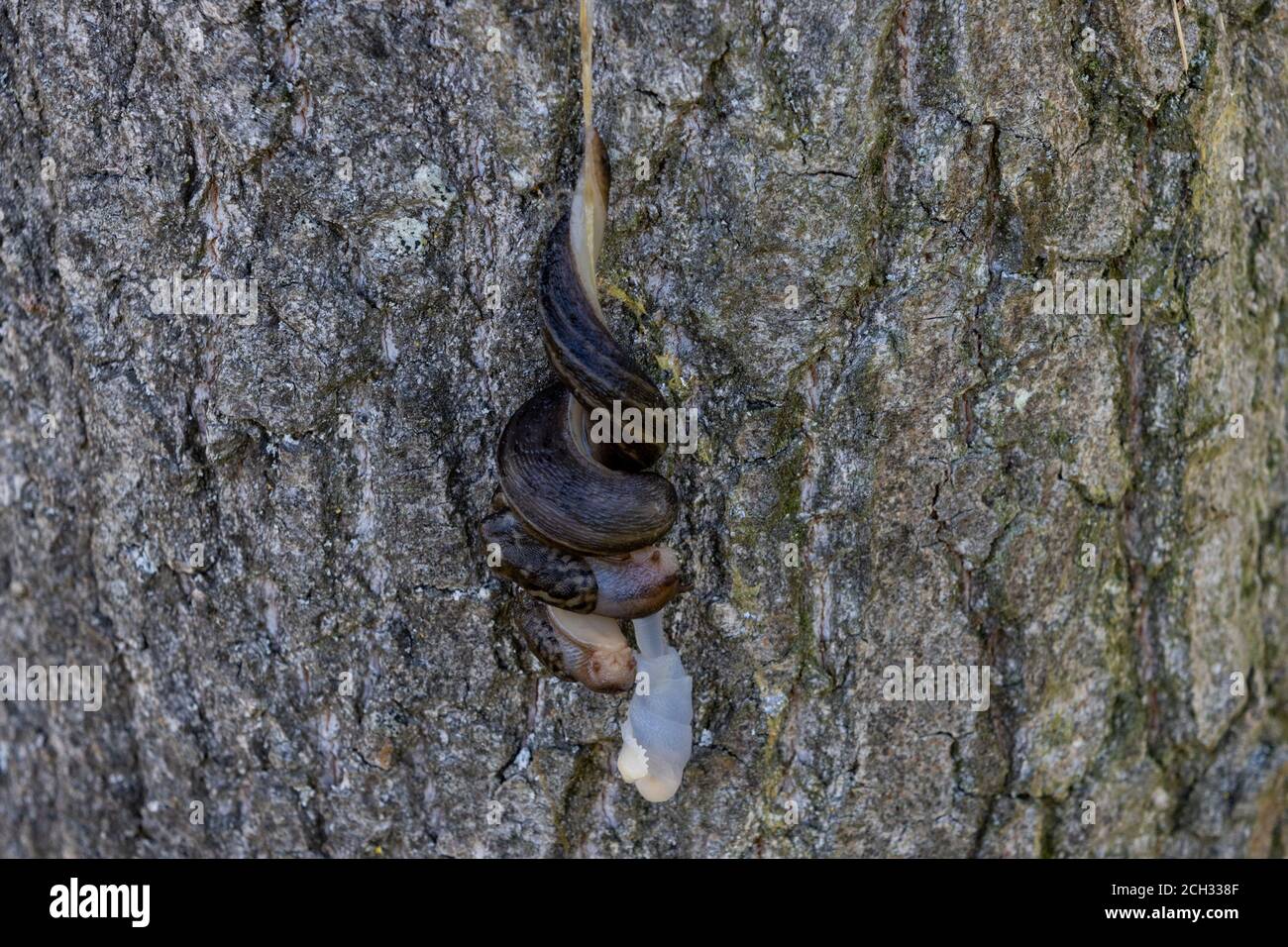 Paaren große graue Nacktschnecken hängen unten vom Baum Stockfoto