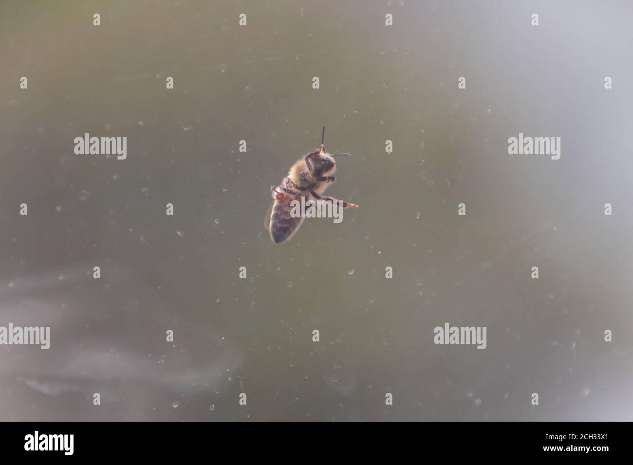 Biene sitzt vor einem schmutzigen Fenster Stockfoto