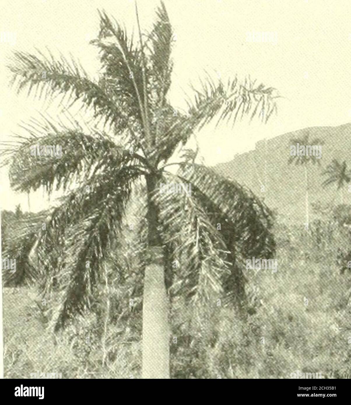 . Book of the Royal Blue . und Guide to Washington von vielen Baltimore & Ohio Ticket-Agenten in oben genannten Städten. Book of the Royal Blue FEBRUAR, 1911 CONTENTS p^g^ Rekordzeit zwischen New York und Washington i Lincoln – von George E. Tack 3 The Soldiers Home at Washington – von F. D. Young 4 The Story of the Telegraph and the Part Playedin IT by the Baltimore & Ohio Railroad – Von H. F. Baldwin 7 On the Spot von F. P. C J2 The Maiden Ladys Lament – von Thomas Calver J 3 Aphorisms – von Henry C. Cochran 14 The man in the Tower – Von Esther J. Wirgman ■ J5 Rochester, N. Y J 6 Stub Ends of Thought / „ . , - , Liebe Stockfoto