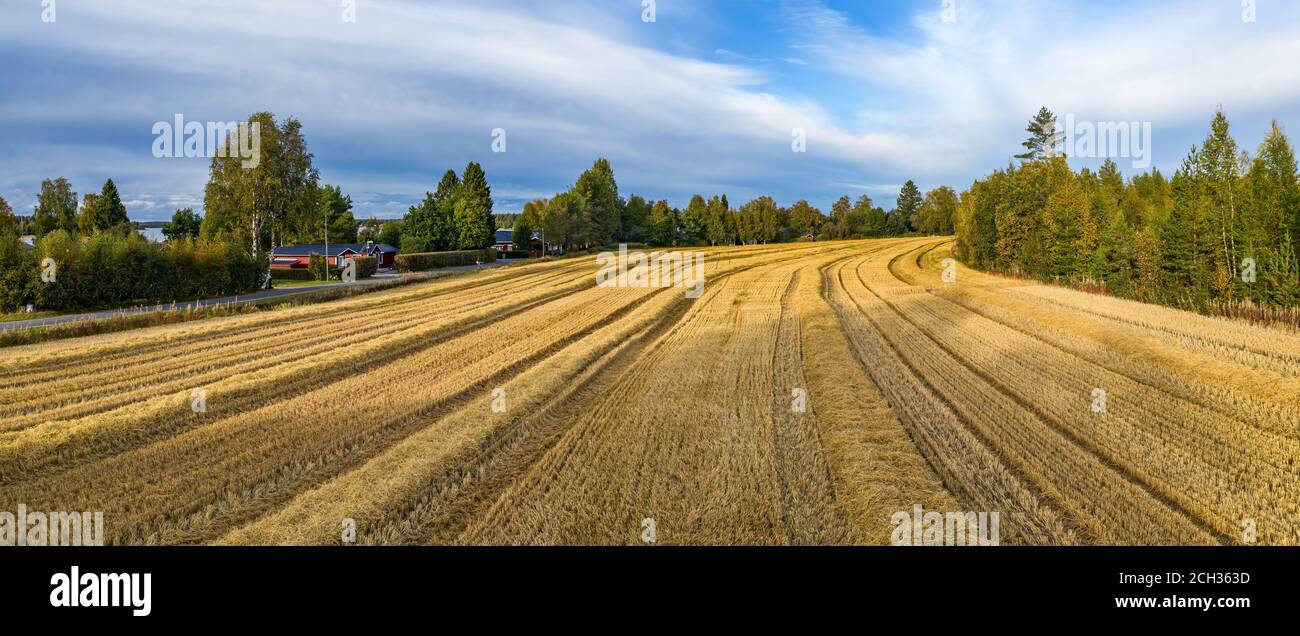 Aerial Drohne Panorama gerade geerntet kleinen Weizenfeld, wurden Feldfrüchte vor kurzem gesammelt. Kiefernwald rechts, rote Holzhütten und Hou Stockfoto