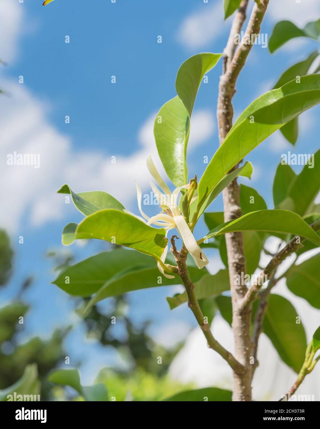 Blick nach oben auf die blühende Cananga odorata Ylang-Ylang Blume oder tropisch Parfümbaum Stockfoto