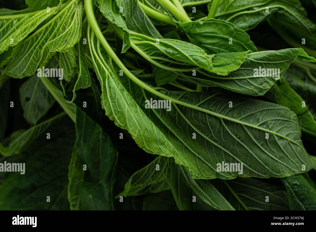 Callaloo Karibik grünes Gemüse Stockfoto