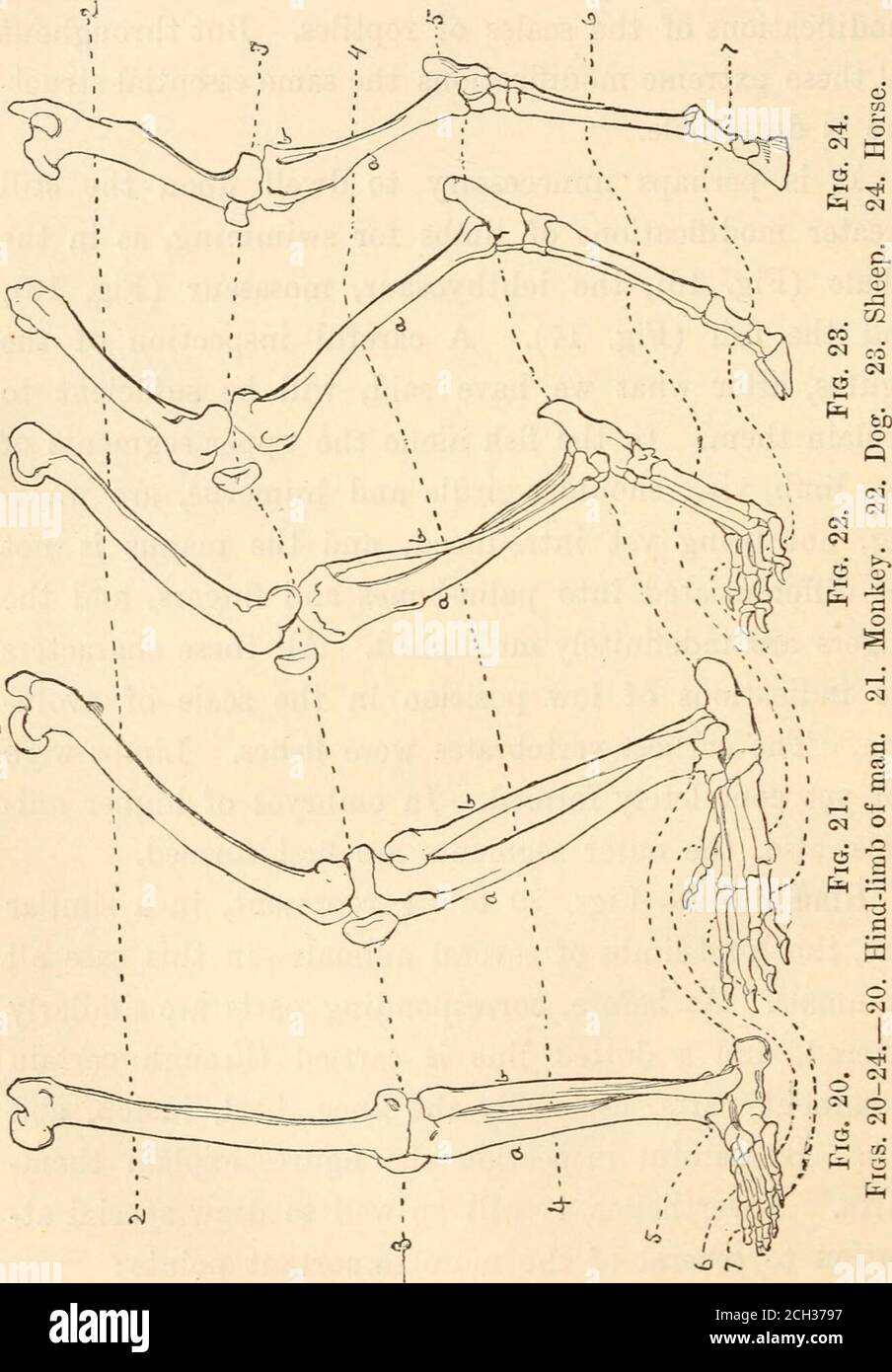 . Die Evolution und ihre Beziehung zum religiösen Denken . noch nicht eingeführt, und der Manus ist notyet in Handbeine und Finger differenziert, und die Finger sind unbegrenzt multipliziert. Alle diese Merkmale sind Hinweise auf eine niedrige Position im Maßstab der Entwicklung. Die frühesten Wirbeltiere waren Fische. Wurfarme waren noch völlig gebildet. Bei Embryonen höherer Ani-mals werden auch die äußeren Segmente zuerst gebildet. Hintergliedmaßen. – Abb. 20 bis 24 stellen in ähnlicher Weise die Hinterbeine mehrerer Tiere dar – in diesem Fall alle Säugetiere. Wie zuvor sind entsprechende Teile ähnlich beschriftet, und ein gestricheltes li Stockfoto