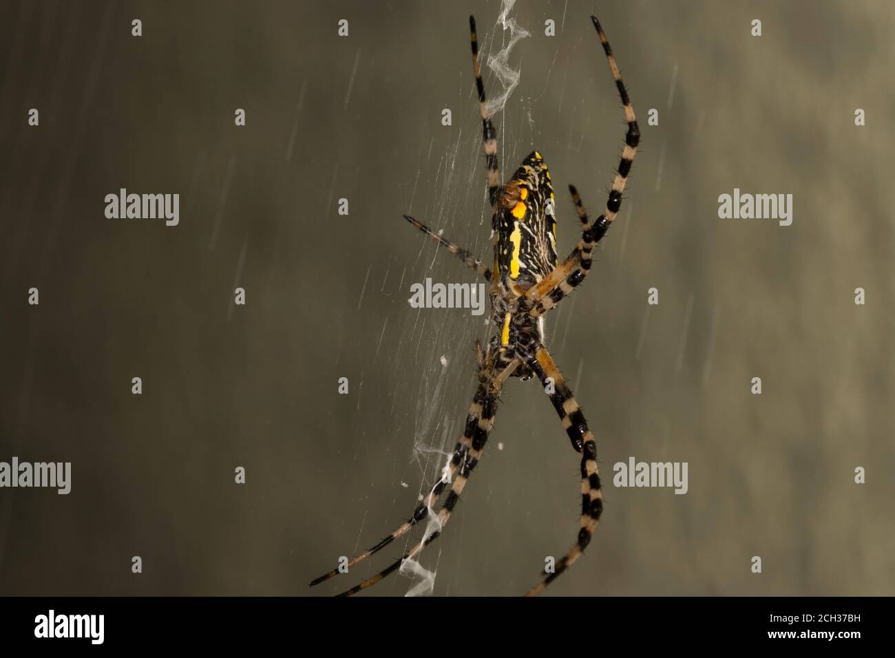 Eine schwarze und gelbe Gartenspinne, Argiope aurantia, in seiner Web, ventral Ansicht Stockfoto