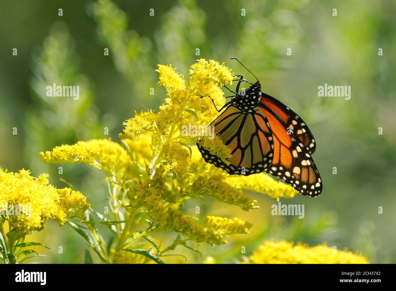 Monarch über Purple Loosestrife Stockfoto