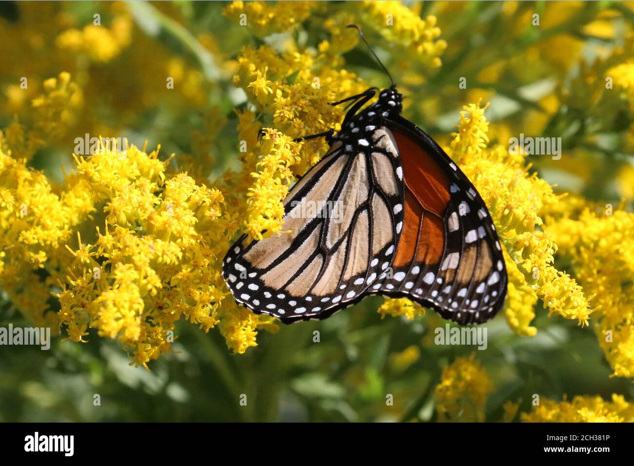 Monarch über Purple Loosestrife Stockfoto