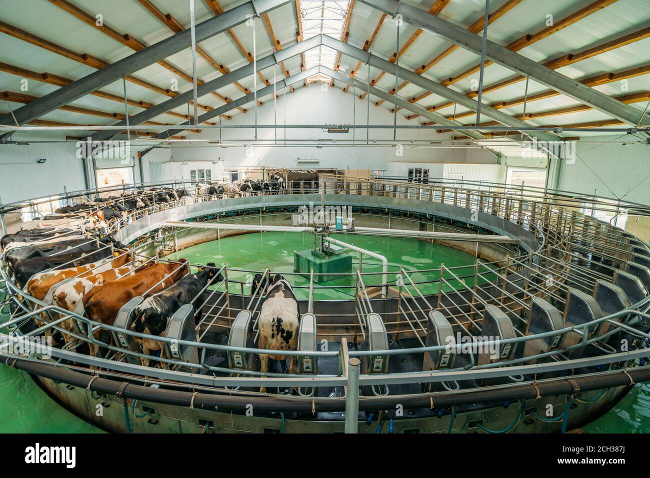 Melken von Kühen auf einem automatischen industriellen Melksystem im Milchviehbetrieb. Stockfoto