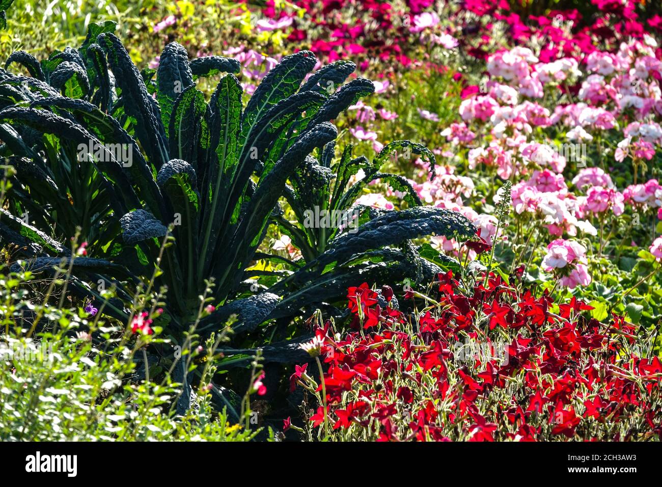 September Blumen Rot nicotiana Brassica Nero di Toscana rosa Pelargonium Bunte Blumenbeet Grünkohl Garten Brassica oleracea acephala kale Palmifolia Stockfoto