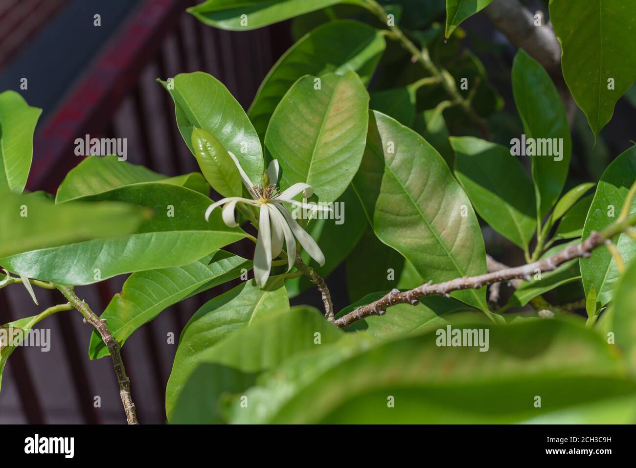 Blüte Cananga odorata Ylang-Ylang Blume oder tropischer Parfüm Baum in der Nähe Roter Metallzaun Stockfoto