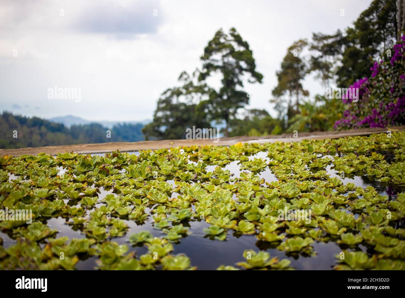 Teich mit Seerosen am Hang des Regenwaldes. Stockfoto