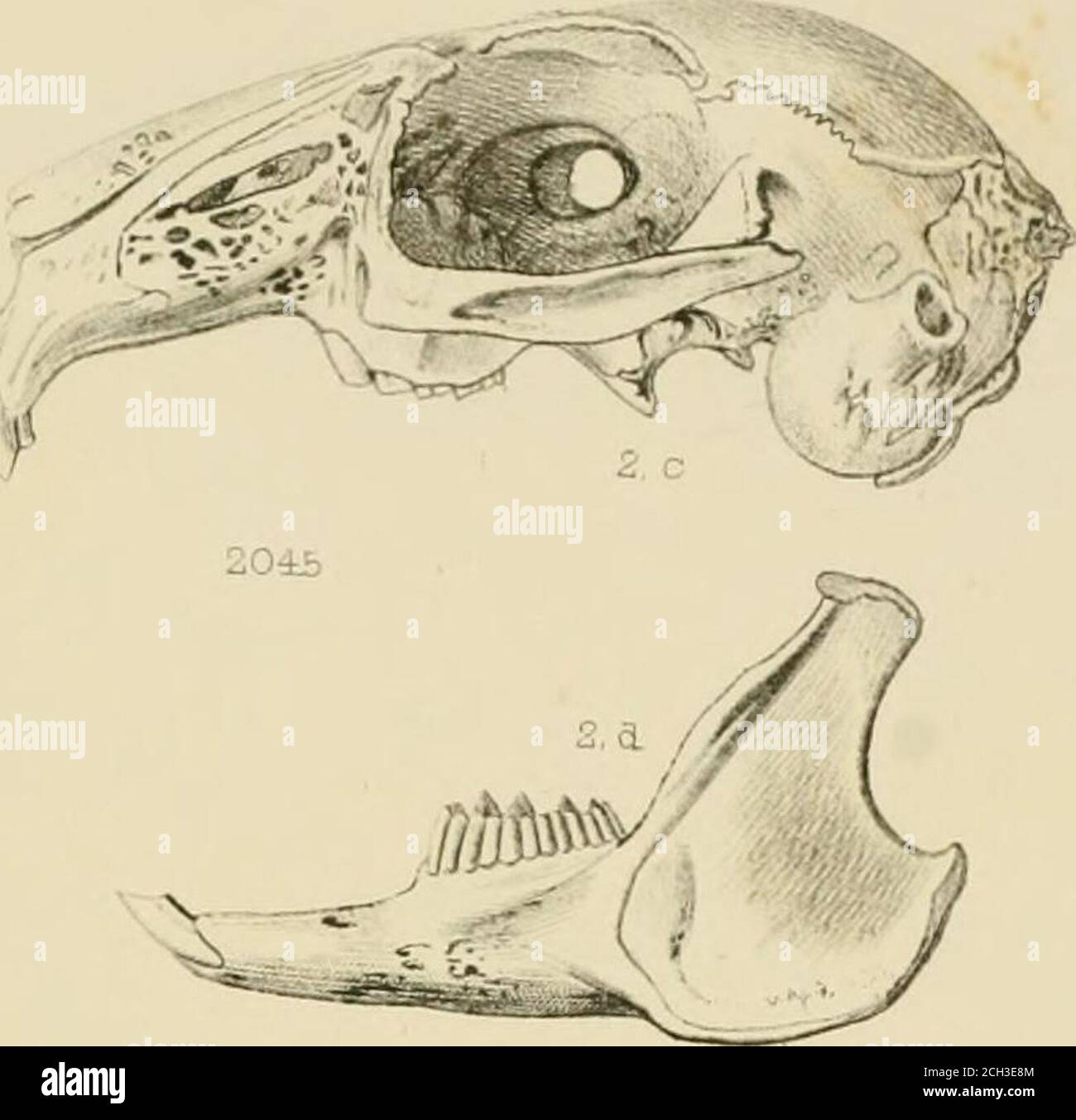 . Berichte von Erkundungen und Erhebungen, um die praktischste und wirtschaftlichste Route für eine Eisenbahn vom Mississippi zum Pazifischen Ozean zu ermitteln. Stockfoto